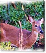 Little Buck Stepping Out Canvas Print