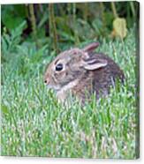Little Bunny Wabbit 1 Canvas Print