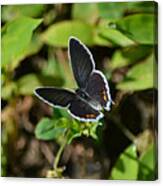 Little Butterfly At My Feet Canvas Print