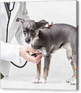 Little Dog At The Vet Canvas Print