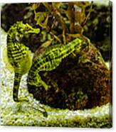 Little Green Seahorses Canvas Print