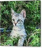 Little Kitten Canvas Print