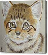 Little Kitty Canvas Print