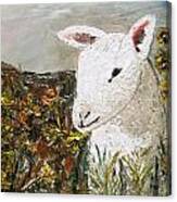 Little Lamb Canvas Print