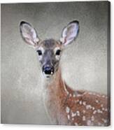 Little Miss Lashes - White Tailed Deer - Fawn Canvas Print