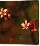 Little Red Flowers Canvas Print