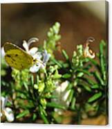 Little Yellow Butterfly On Rosemary Canvas Print