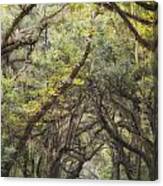Live Oak  Archway Verticle 1 Canvas Print