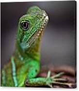 Lizard Canvas Print