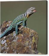 Lizard On A Rock Canvas Print