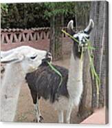 Llamas In Peru Canvas Print