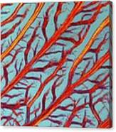 Lm Of The Red Algae, Plumaria Elegans Canvas Print