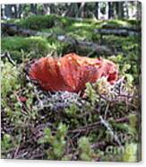 Lobster Mushroom Canvas Print