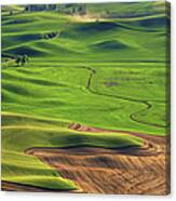 Lone Cottonwood Tree Palouse Canvas Print