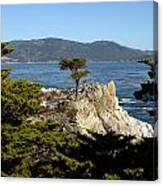 Lone Cypress On 17-mile Drive Canvas Print