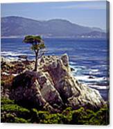 Lone Cypress Canvas Print