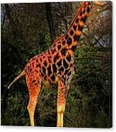 Lone Giraffe Canvas Print