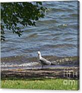 Lone Gull Canvas Print