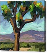 Lone Joshua Tree Canvas Print