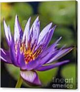 Lone Lilly Canvas Print