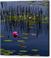 Lone Pink Water Lily Canvas Print