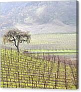 Lone Tree In The Vineyard Canvas Print