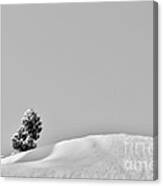 Lone Tree Upon The Snow Canvas Print