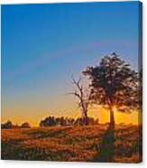 Lonely Tree On Farmland At Sunset Canvas Print