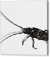 Long-hornded Wood Boring Beetle Monochamus Sartor - Coleoptere Monochame Tailleur - Canvas Print