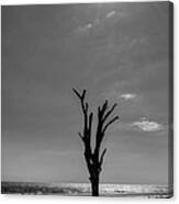 Long Shadow On Jekyll Island In Black And White Canvas Print
