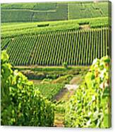 Long View Of Grape Vineyards In Cramant Canvas Print