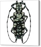 Longhorn Beetle Canvas Print
