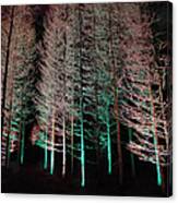 Longwood Gardens - Tree Stand At Night Canvas Print