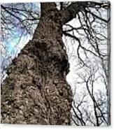 Look Up Look Way Up Canvas Print