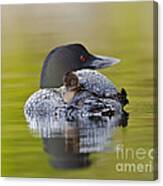 Loon Chick Resting On Parents Back Canvas Print