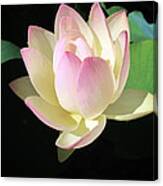 Lotus 9 Canvas Print