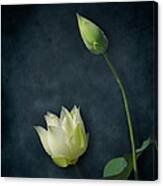 Lotus Bud And Bloom Canvas Print