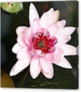 Lotus Flower New Species Blooming Canvas Print