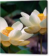 Lotus Flowers Canvas Print