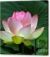 Lotus Light -- View B Canvas Print