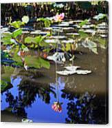 Lotus Reflection Canvas Print