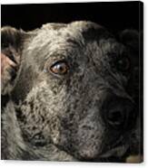 Louisiana Catahoula Leopard Dog Canvas Print