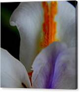 Louisiana Iris Canvas Print