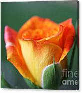 Louisiana Orange Rose Canvas Print
