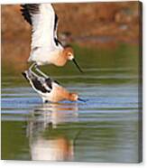 Love Avocet Style Canvas Print