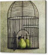 Love is the Key with Pears Canvas Print