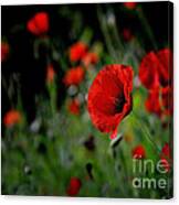 Love Red Poppies Canvas Print
