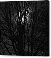 Luna Lit Trees Canvas Print