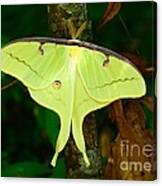 Luna Moth Canvas Print