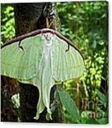 Luna Moth Canvas Print